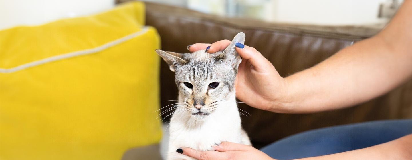 Cat Ear Care and Cleaning