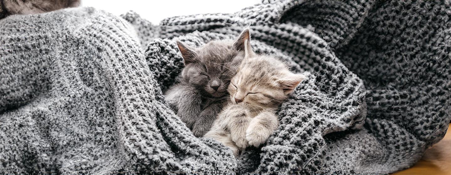 Cat Labour and Giving Birth