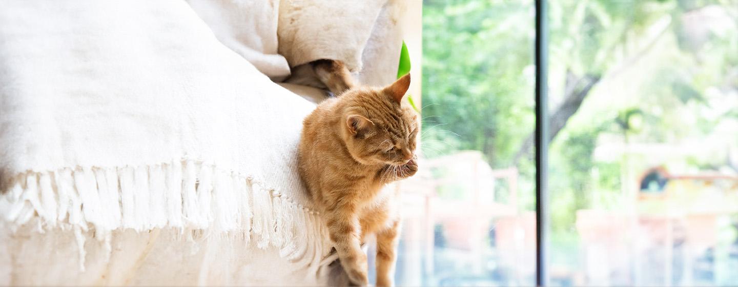 Cat Overgrooming: Causes and Treatment