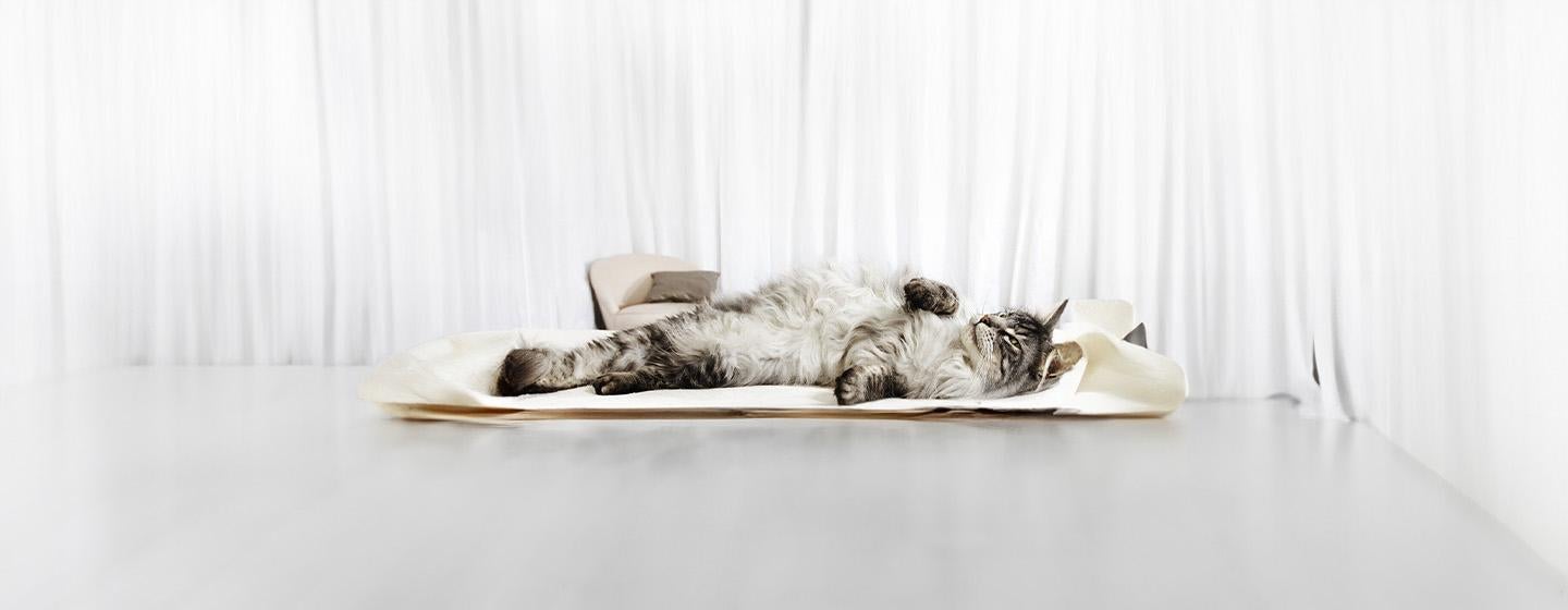 Cat Pregnancy Information & Advice