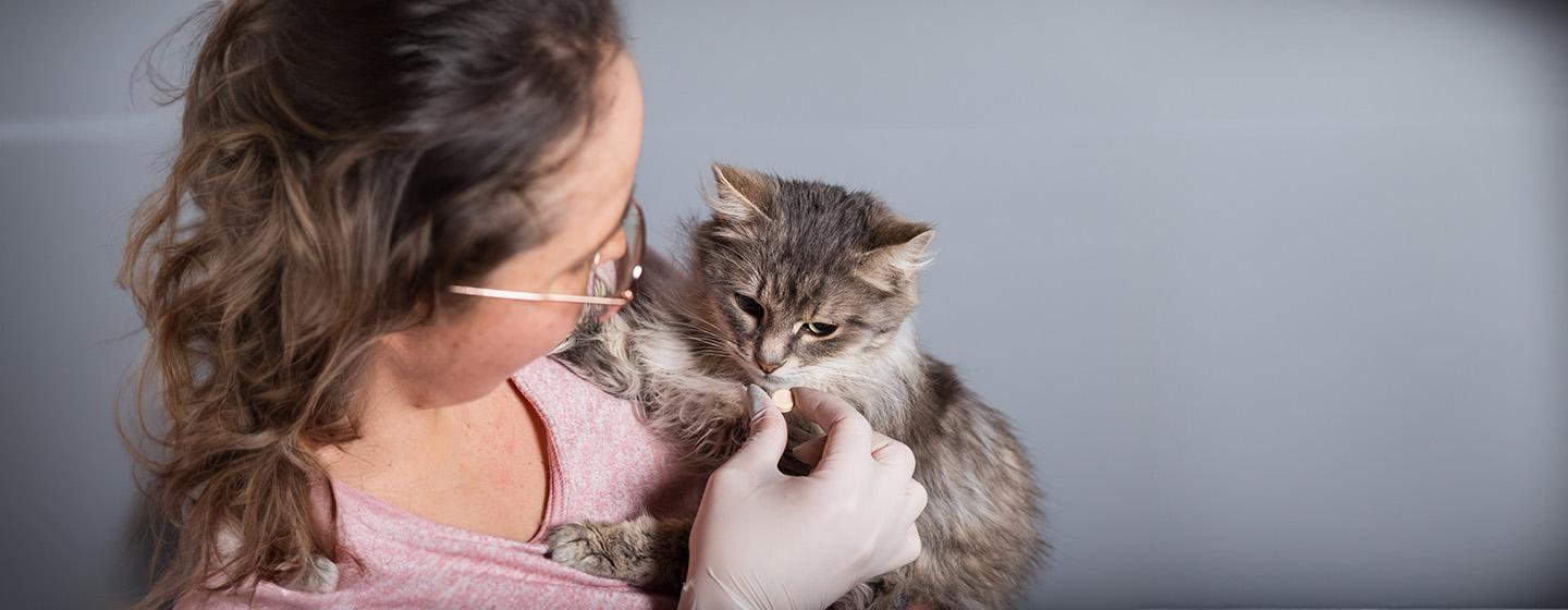 Cat Worms: Symptoms and De-Worming Treatment 