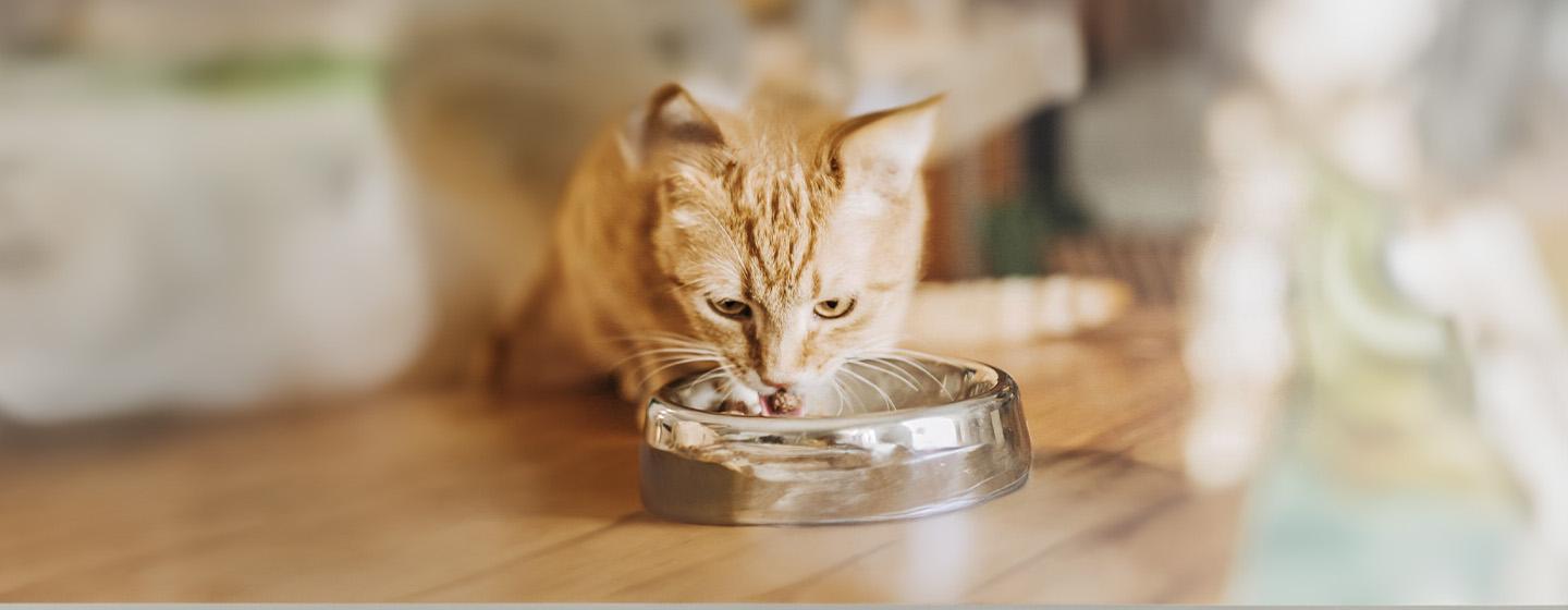 Cats with Special Diets