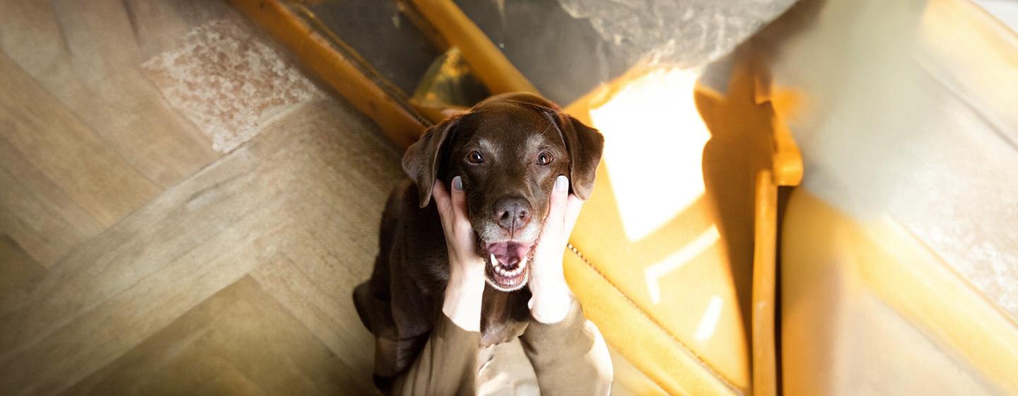 Coping with Limb Amputation in Dogs