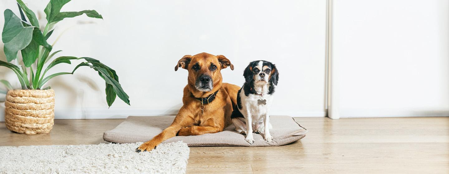 Dog Acne Information and Treatment