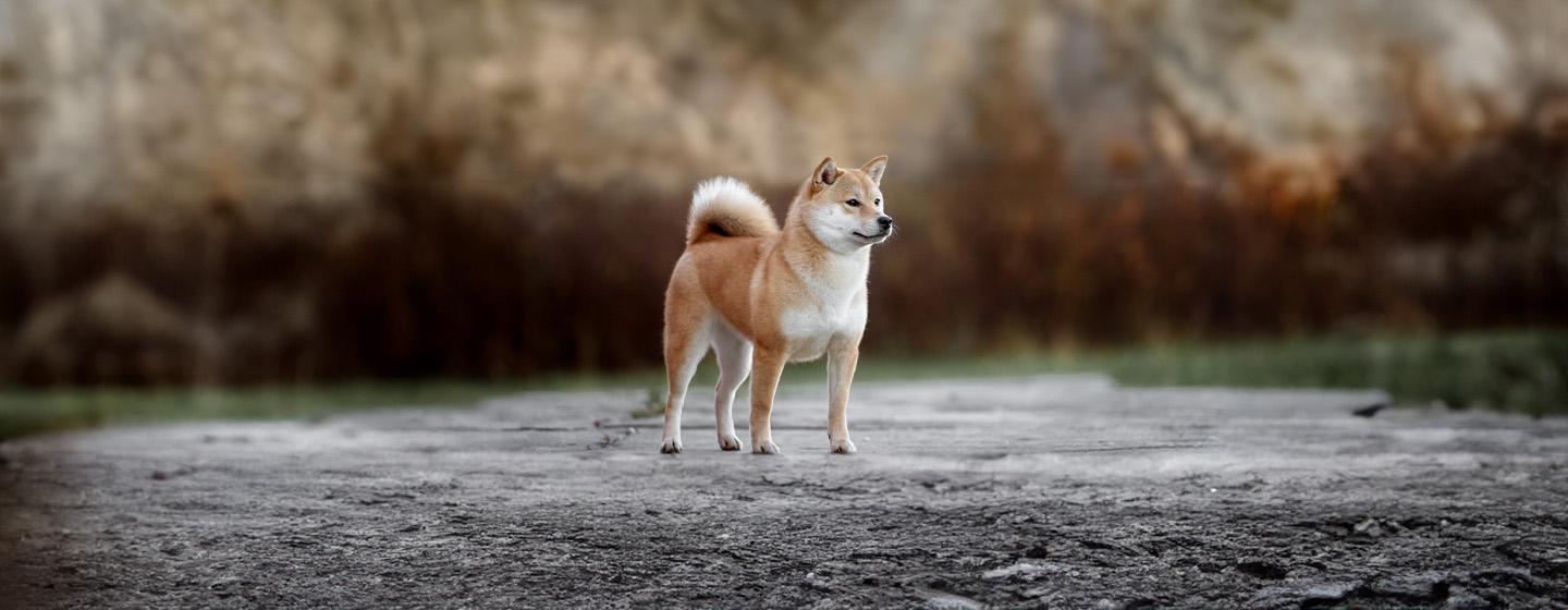 Double Coated Dog Breeds