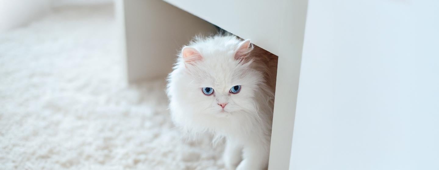 Gorgeous White Cat Breeds to Welcome to the Family