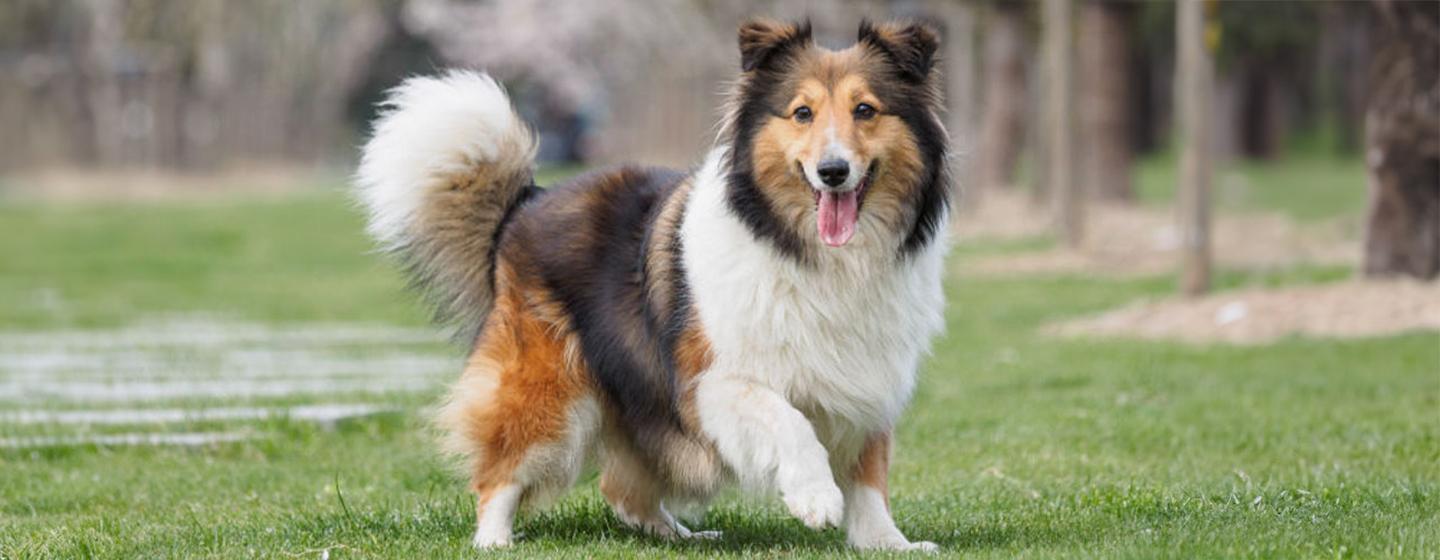 11 English and British Dog Breeds