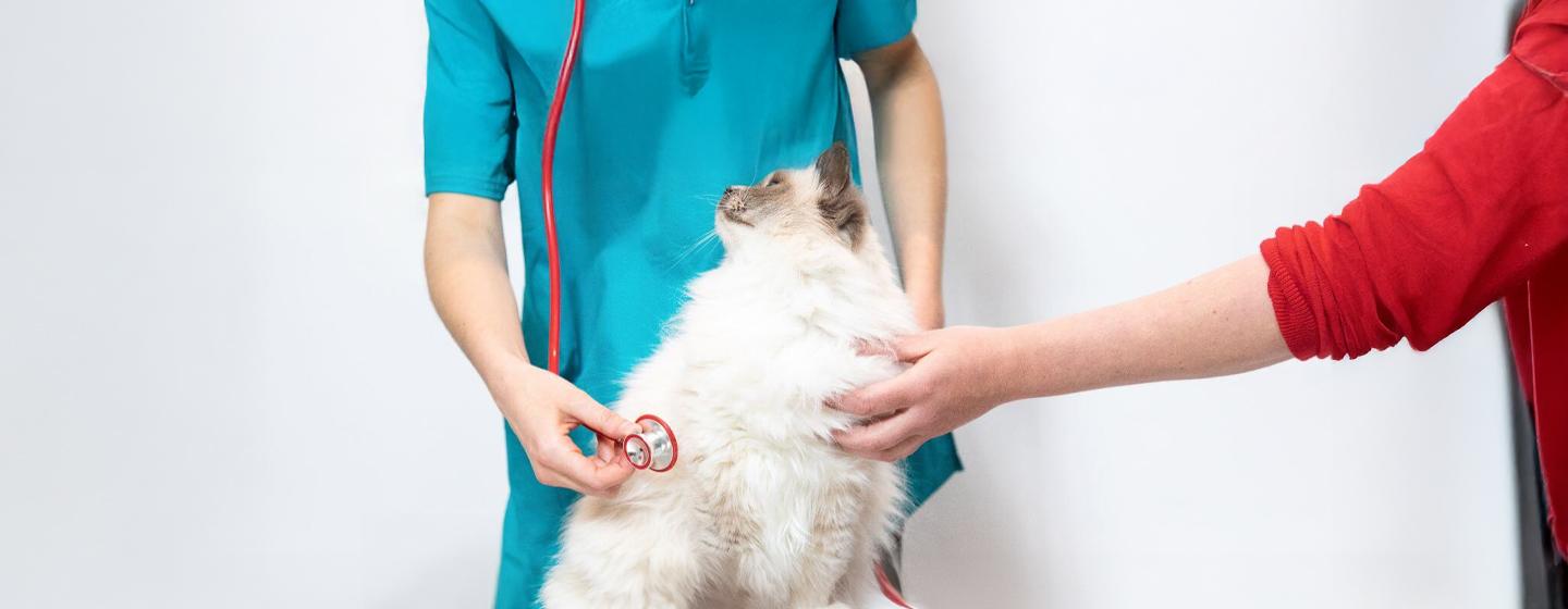 Helping Your Cat Recover from Surgery