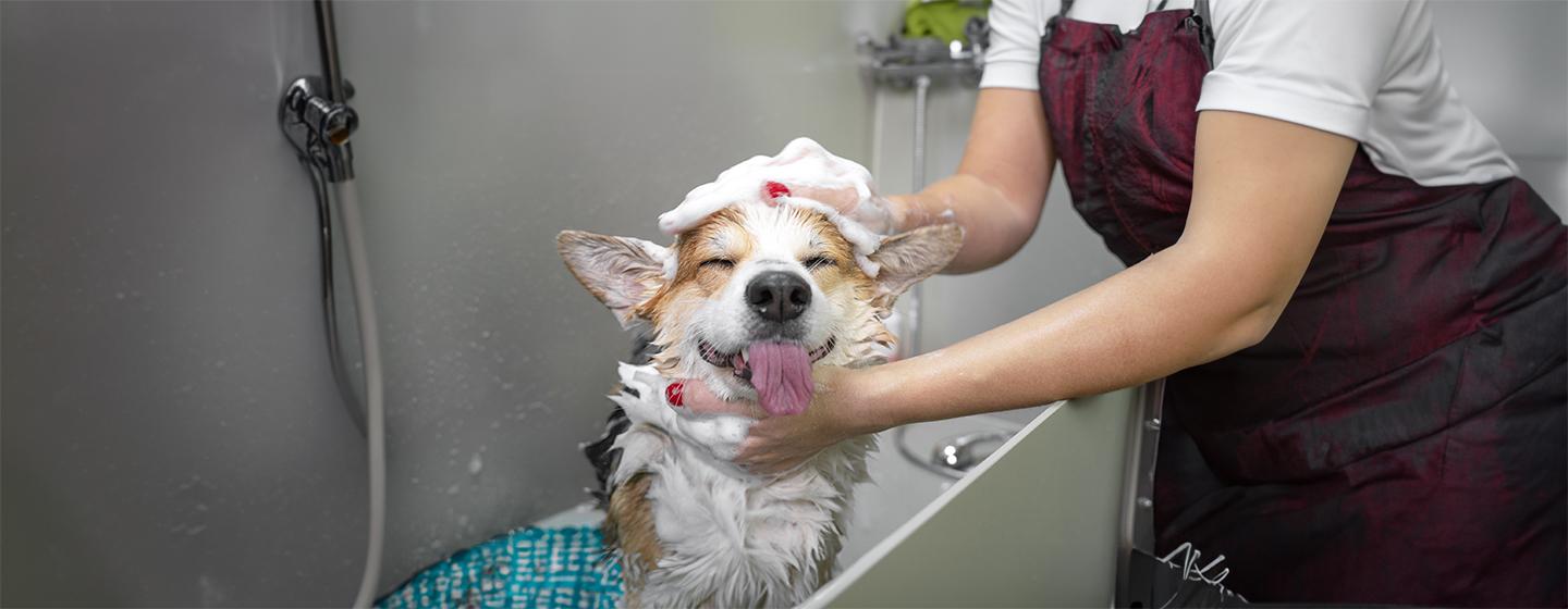 How to Bathe a Dog
