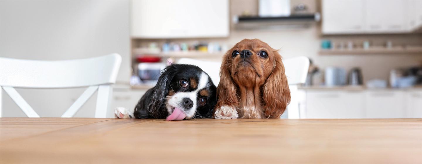 How to Stop Puppy Jumping Up: Top Tips Explained