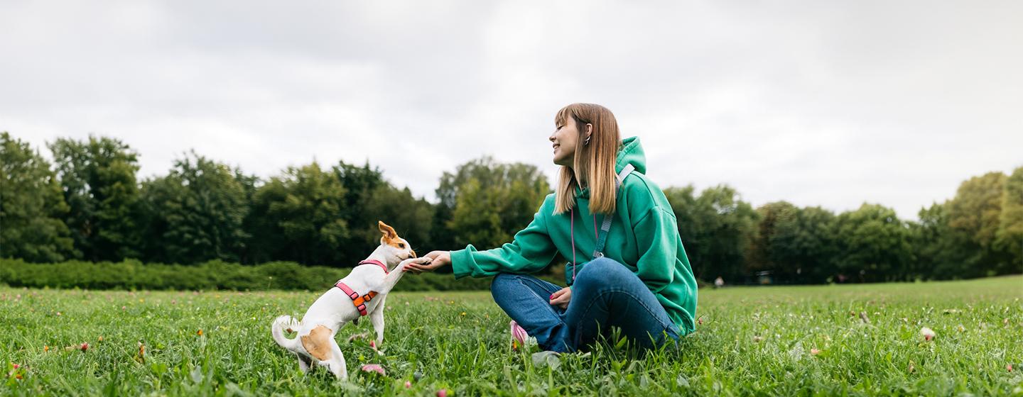 How to Teach a Dog to Give Paw in 10 Steps