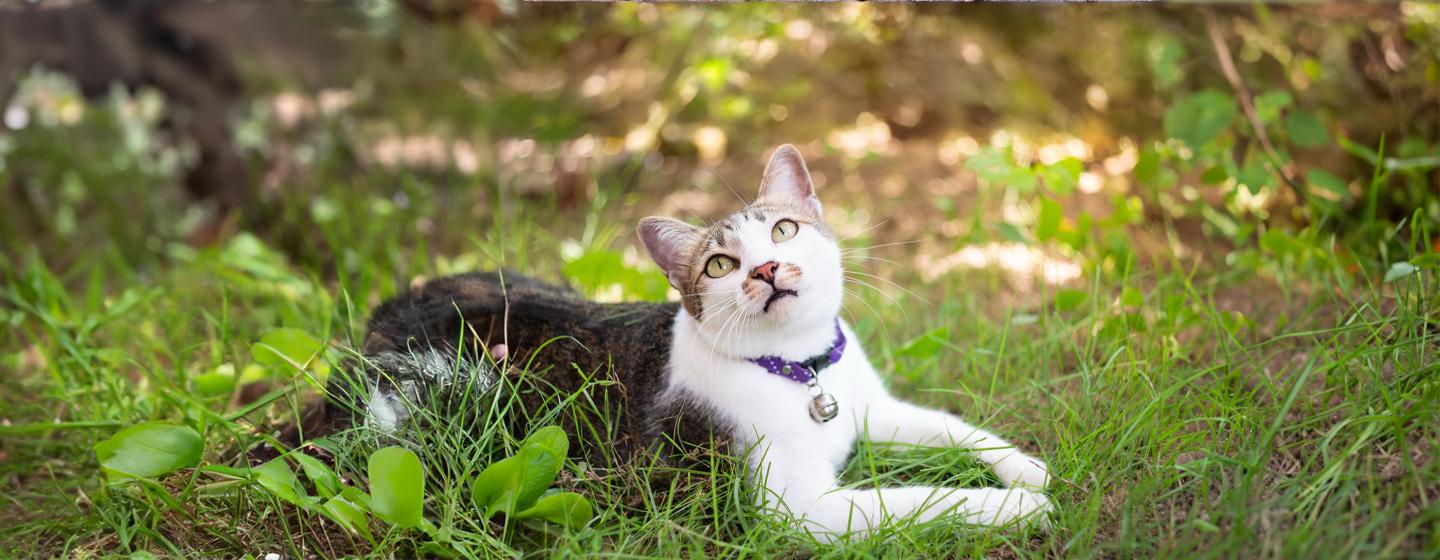 Microchipping Your Cat