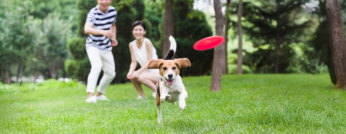 Playing with your dog