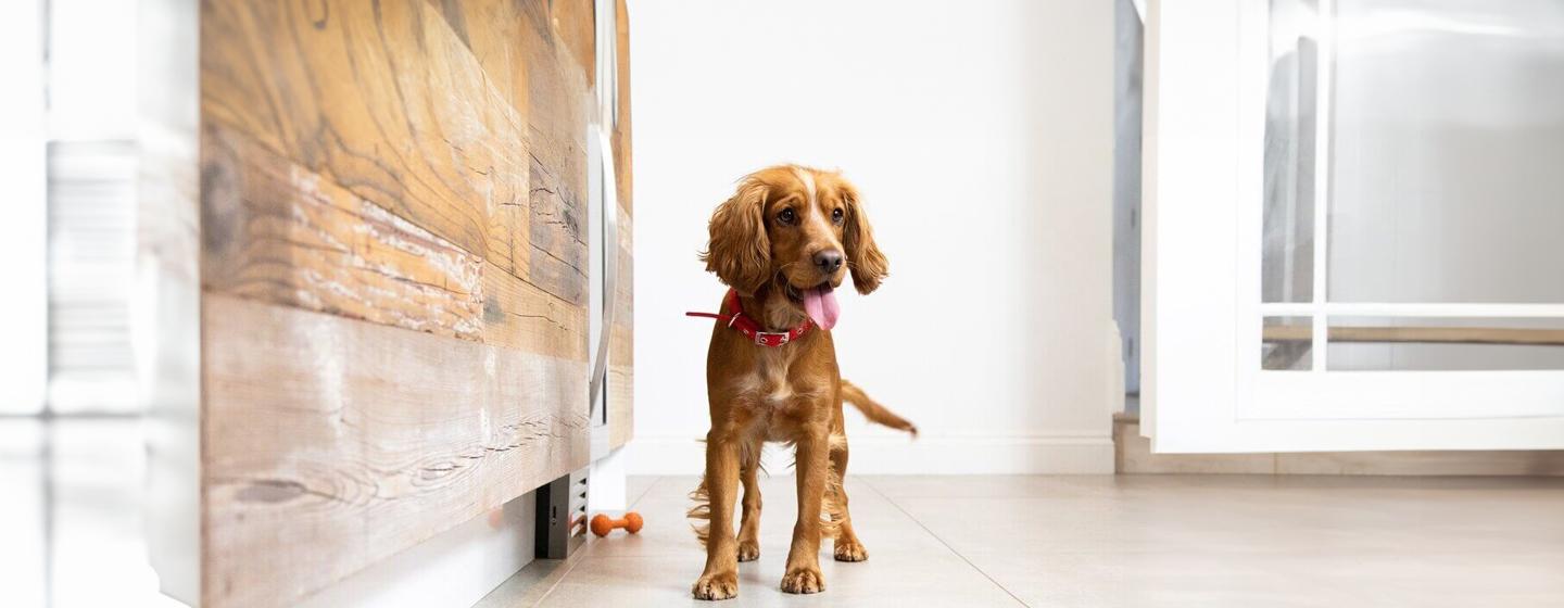 Preparing for a New Puppy? Here is what to Expect