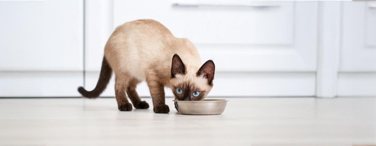 Probiotics for Cats: Why Are They So Important