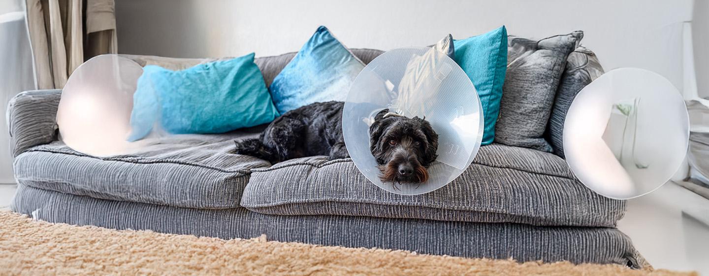 Surgical Versus Chemical Castration in Male Dogs