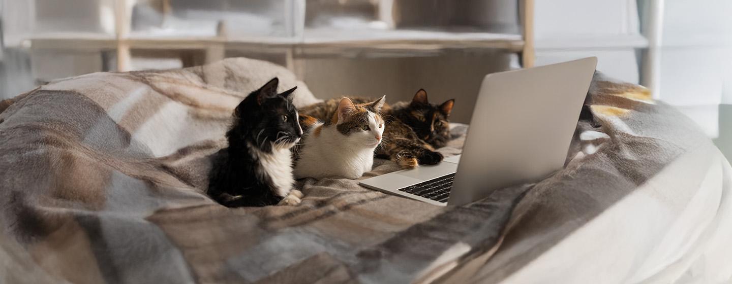 The Top 30 Male Cat Names Your Cat Will Love