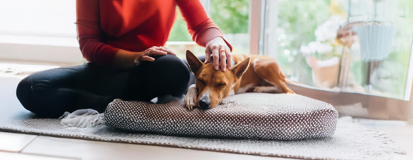 Putting Your Dog to Sleep