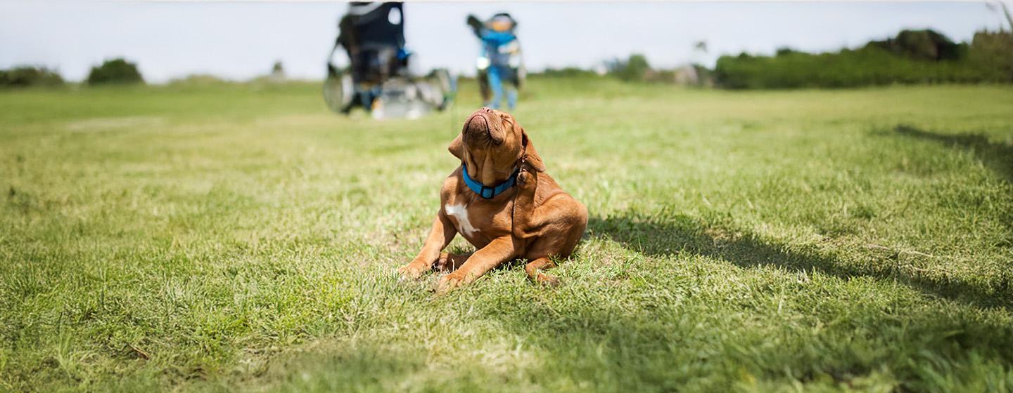 Recognising and Removing Fleas on Dogs