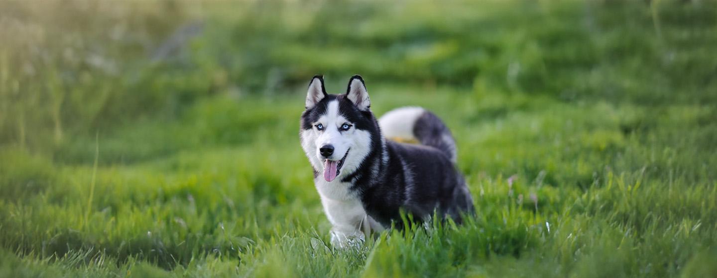These Stunning Dogs Look Just Like Wolves
