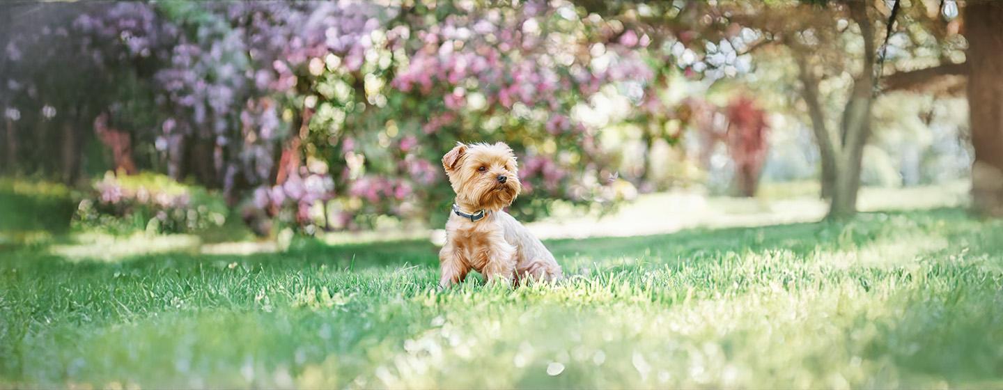 Tiny Dog Breeds That Stay Small