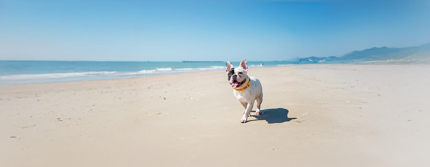 Tips for Going to the Beach with Your Dog