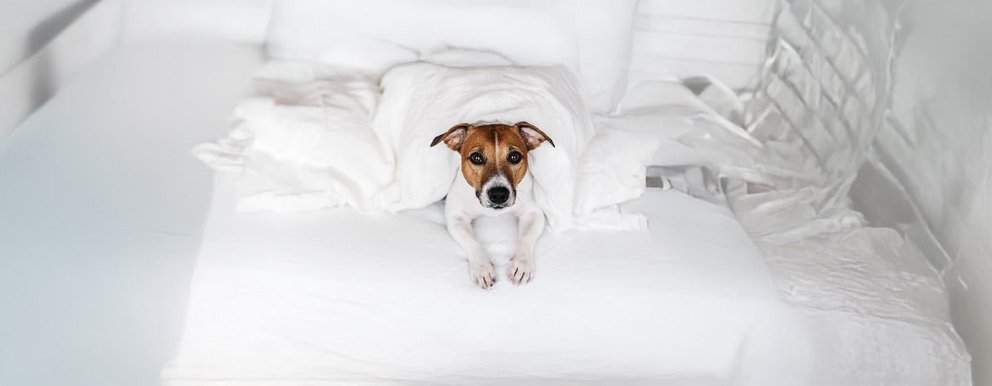 Tips for staying in a dog friendly hotel