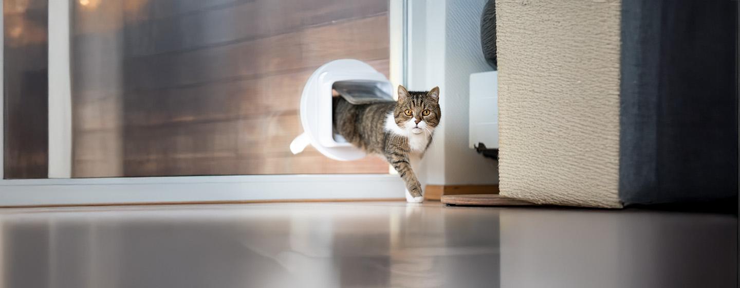 Training a Cat to Use a Cat Flap