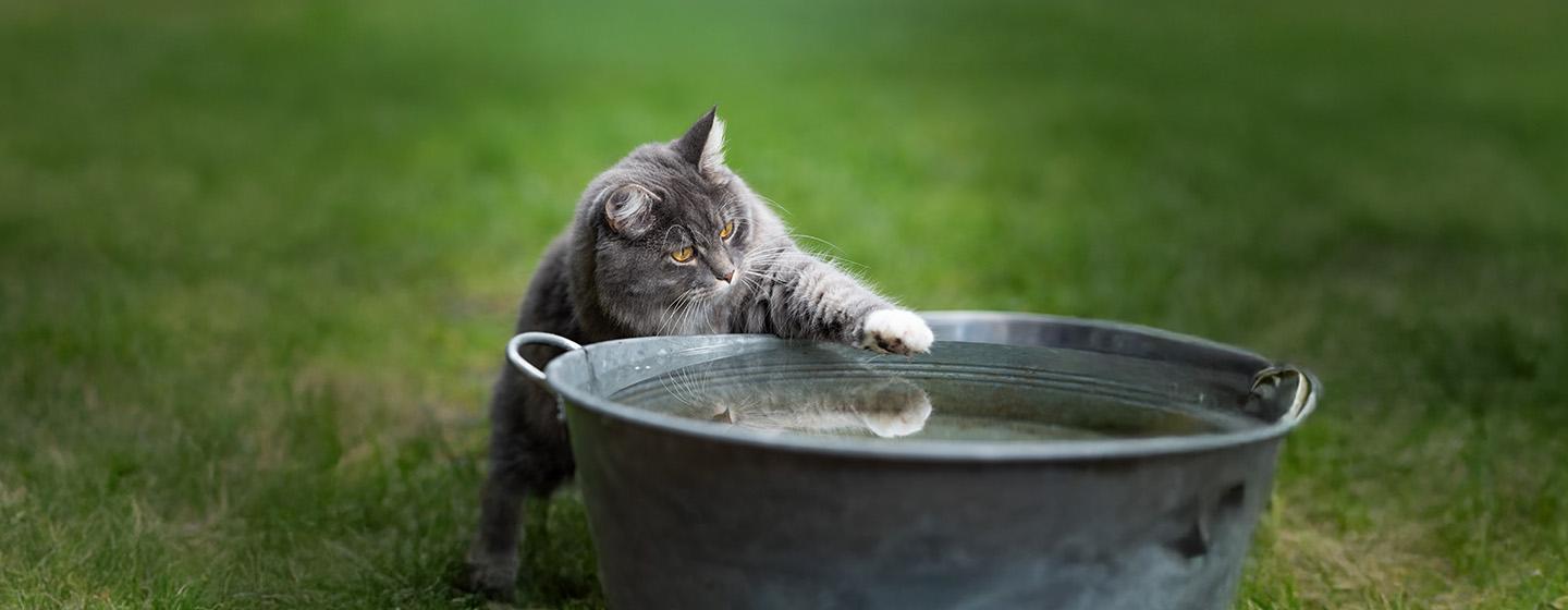 Why Do Cats Hate Water?