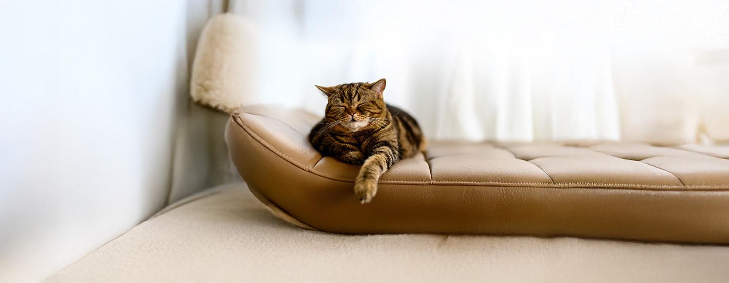 Why Do Cats Sleep So Much?