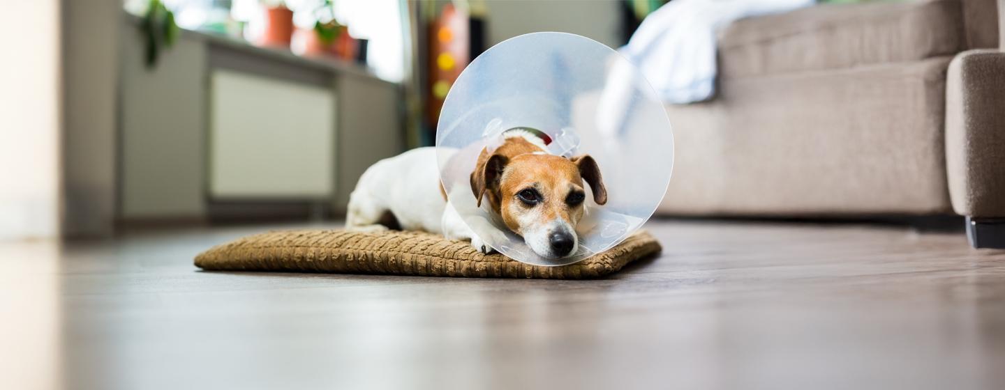 Why Do Dogs Wear Cones?