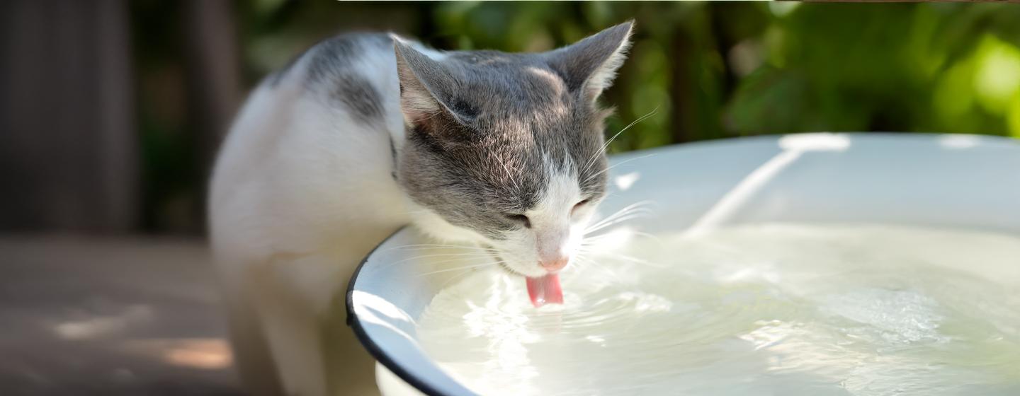 Why is your cat drinking lots of water