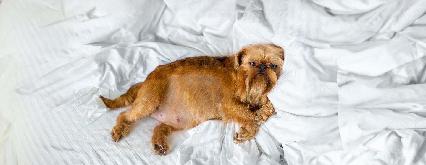 Phantom Pregnancy in Dogs: Symptoms and Causes