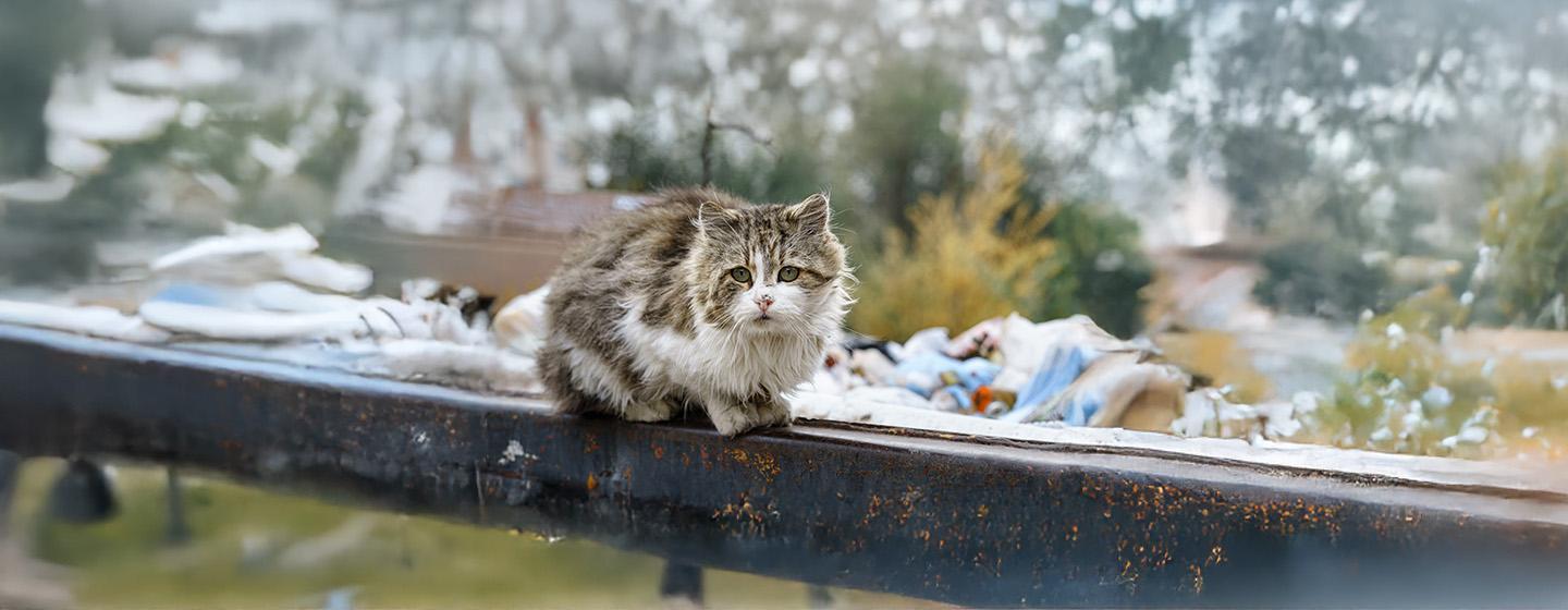 What to Do If You Find a Stray Cat?