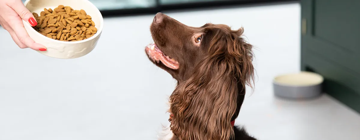 Dog Nutrition for a Balanced Diet