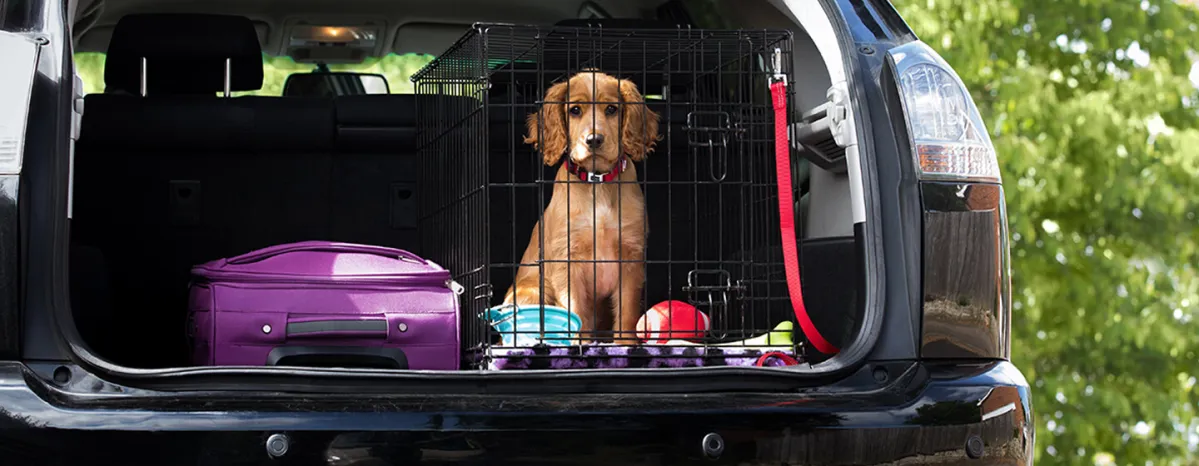 puppy travel