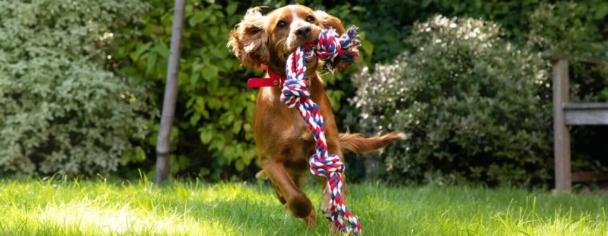 Garden Dog Toys