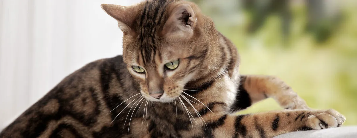 Tapeworms in cats
