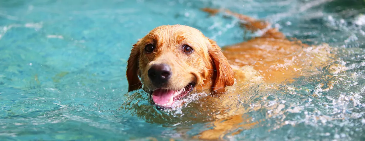 Teaching Dogs and Puppies to Swim: A Guide