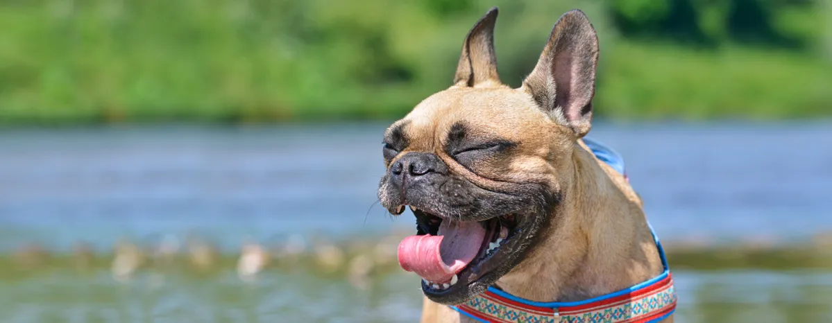 Why Do Dogs Sneeze