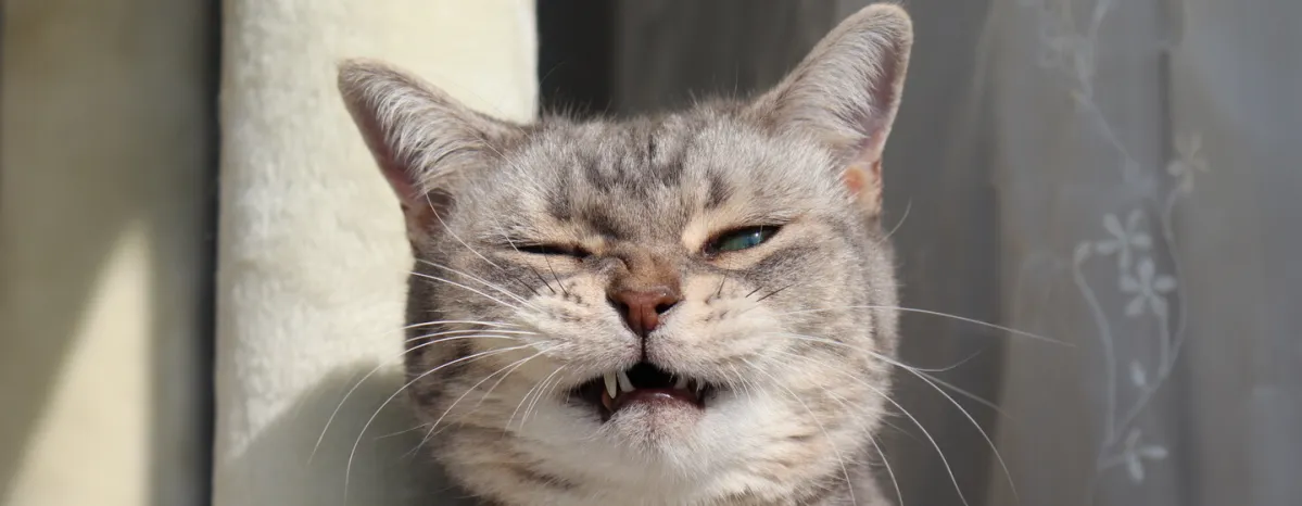 Why Is My Cat Sneezing