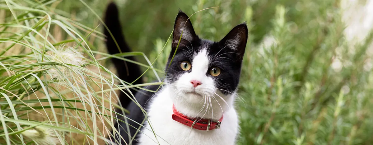 Black‑and‑white cat with a red collar standing among tall green plants
