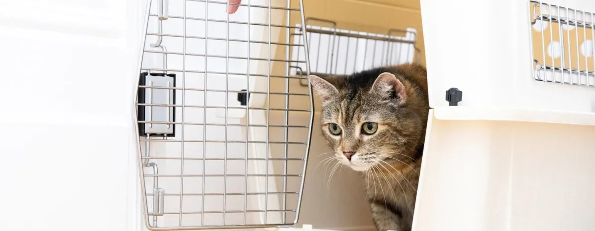 Cat Vaccination & Health Care: What You Need to Know