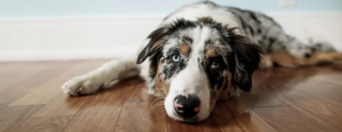Colitis in Dogs: Symptoms and Treatment