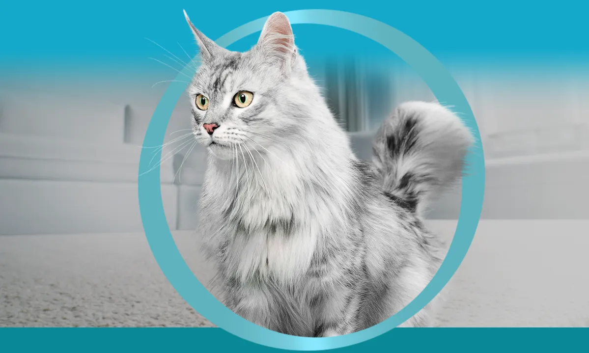 Close‑up of a gray long‑haired cat framed within a teal circular design