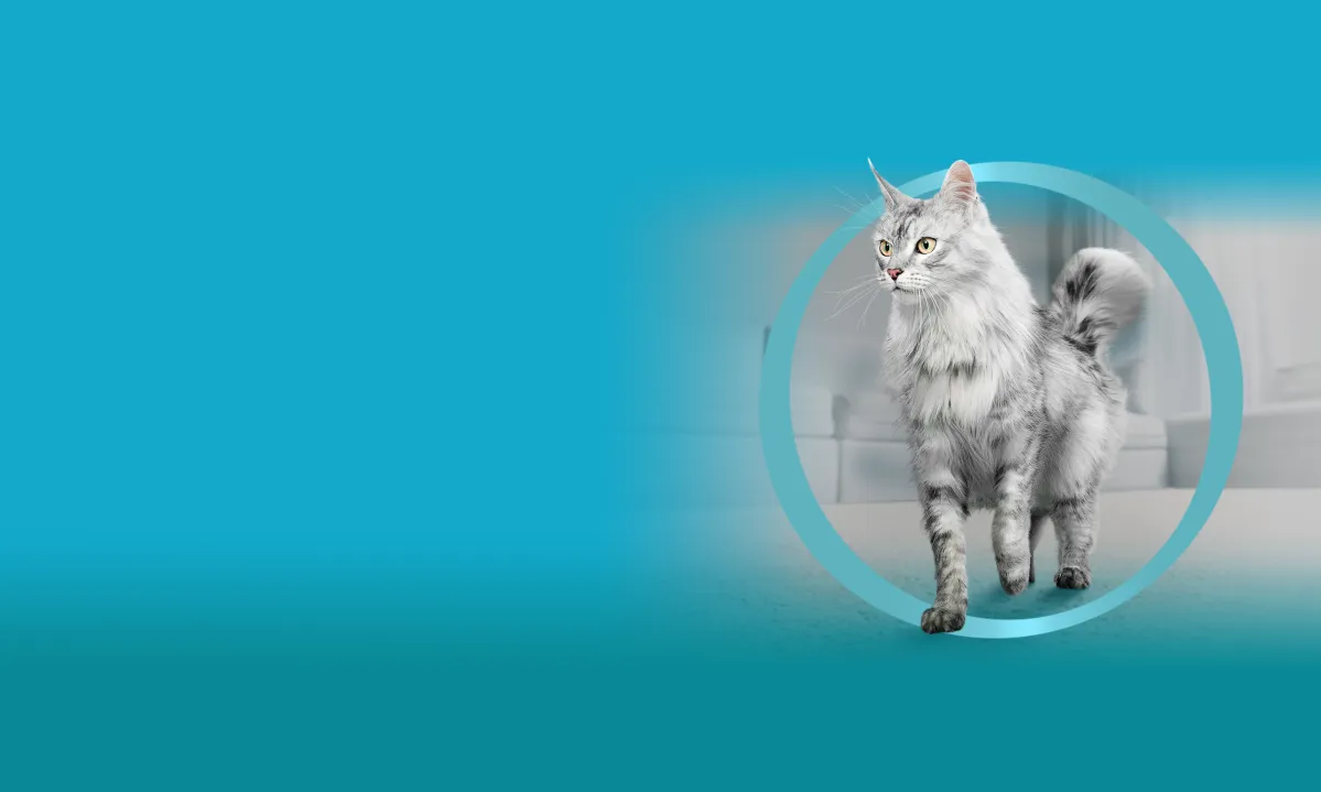 Gray long‑haired cat walking through a teal circular frame on a soft indoor background