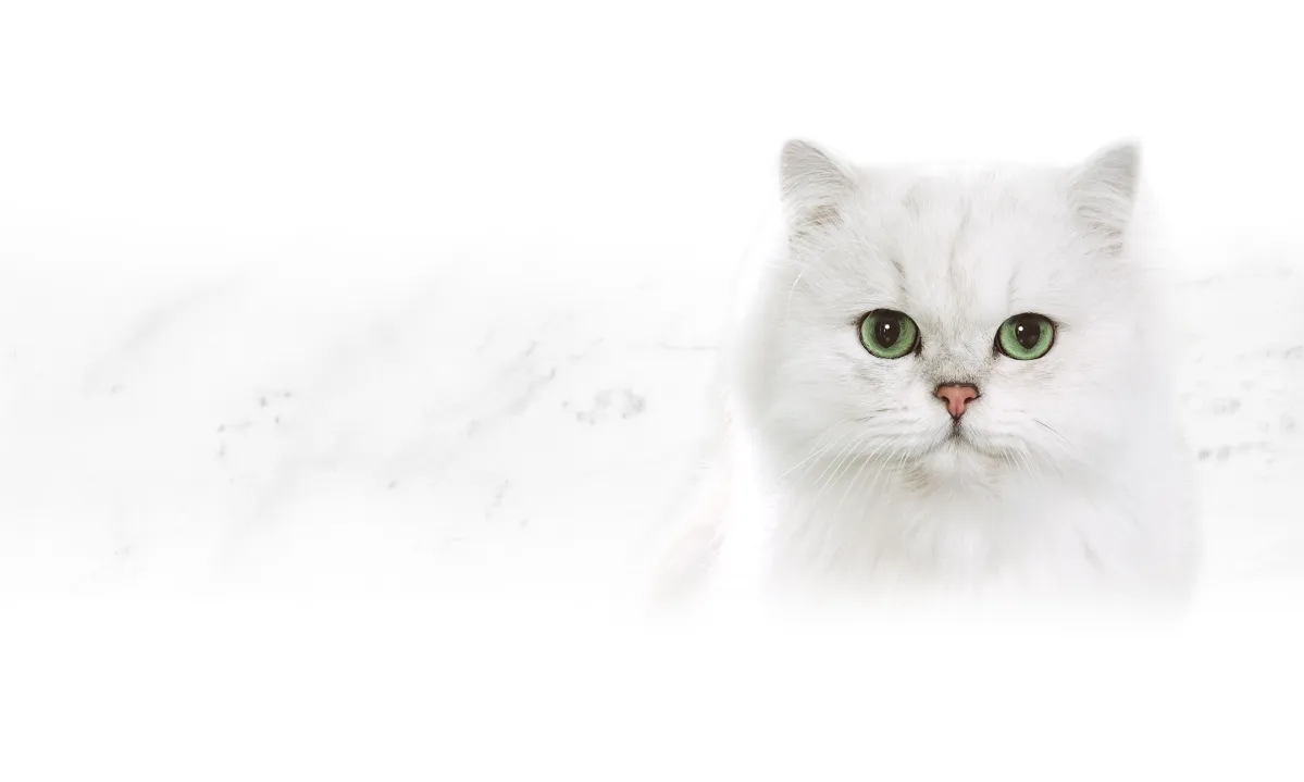 White long‑haired cat with bright green eyes on a soft white background