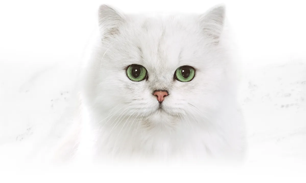 Close-up of a fluffy white cat with bright green eyes