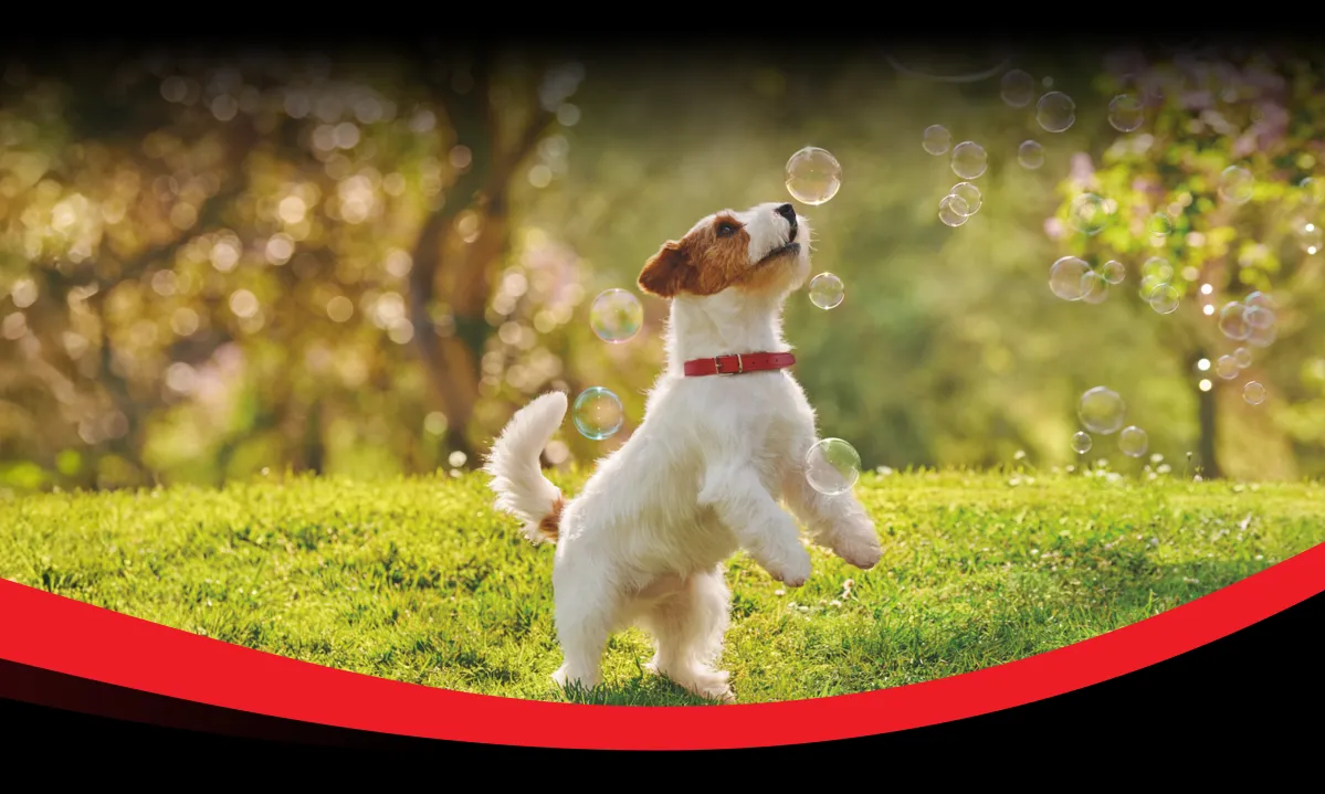 Small dog standing on grass and playing with floating bubbles outdoors