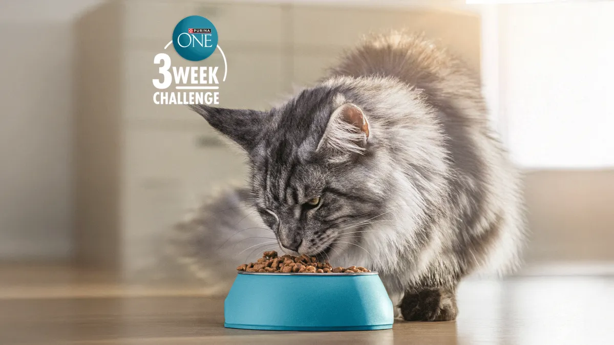 Long‑haired gray cat eating Purina One Dry Cat food from a blue bowl